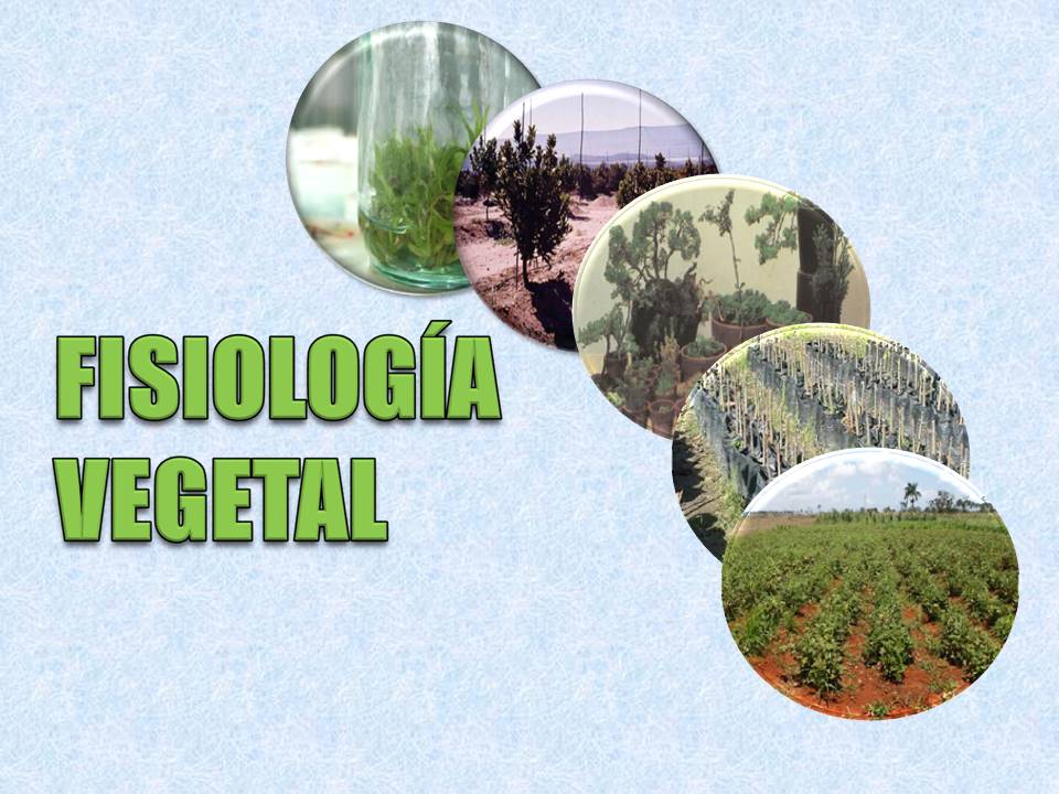 Fisiología Vegetal