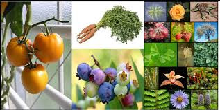 Asignatura: Botánica 1er Año, I Período